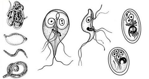 Простейшие паразиты в организме человека