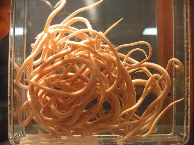 Круглые черви – это черви, относящиеся к классу нематод. 