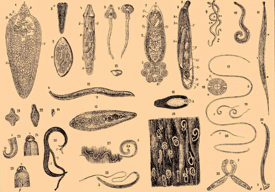 Виды глистов, обитающих в организме